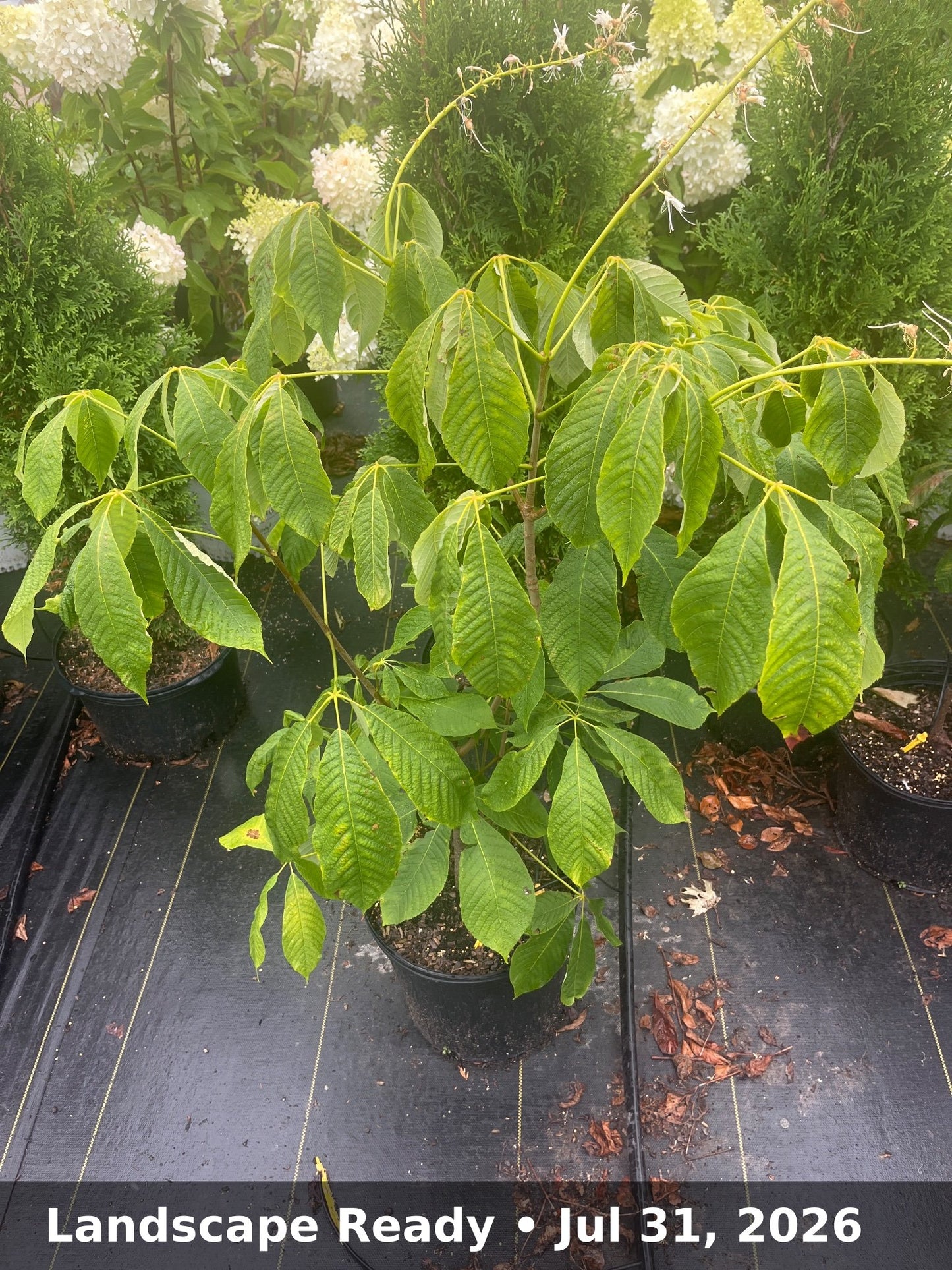 Landscape Ready — Jul 31, 2026
