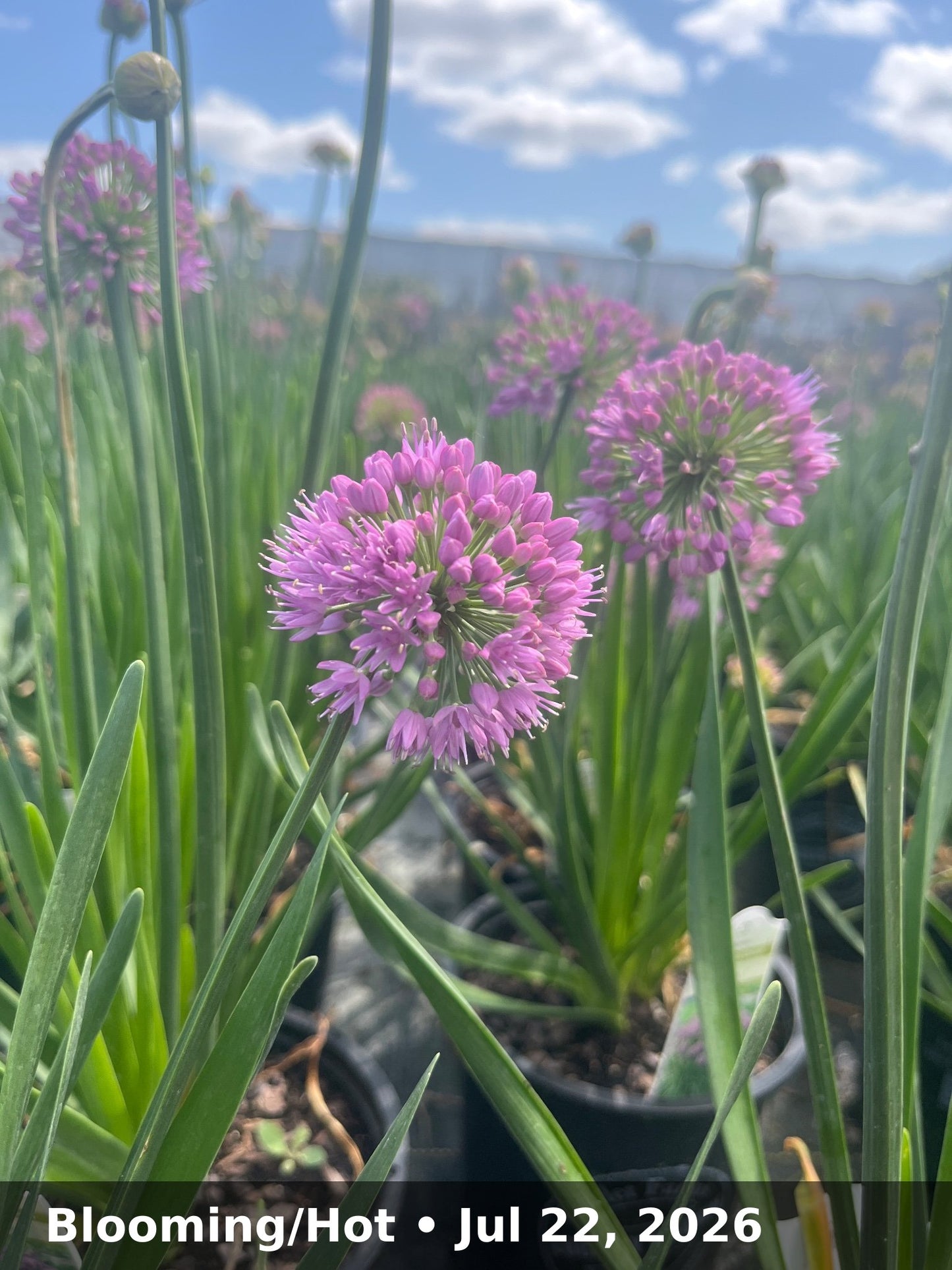 Blooming/Hot — Jul 22, 2026