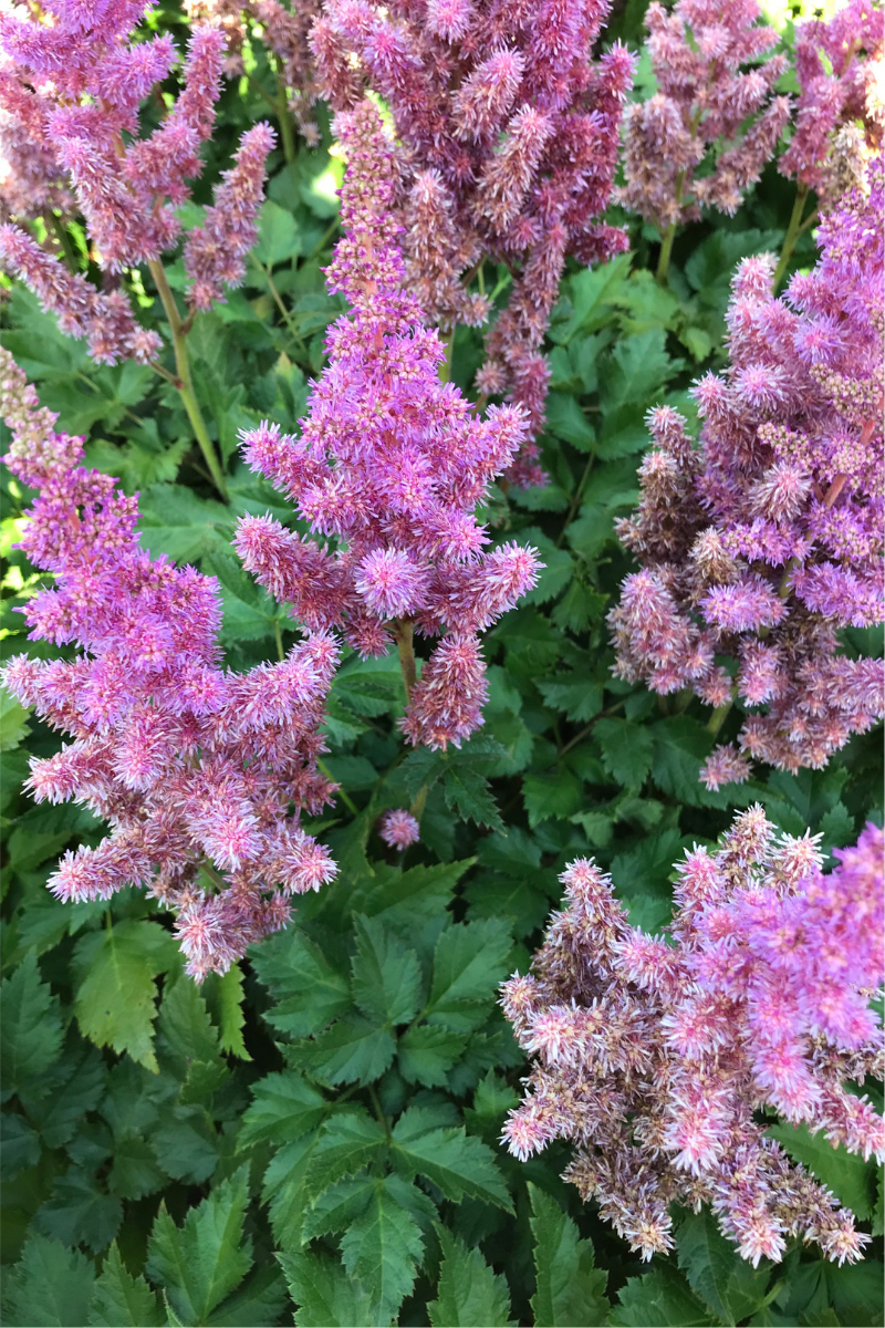 Astilbe, Visions in Purple