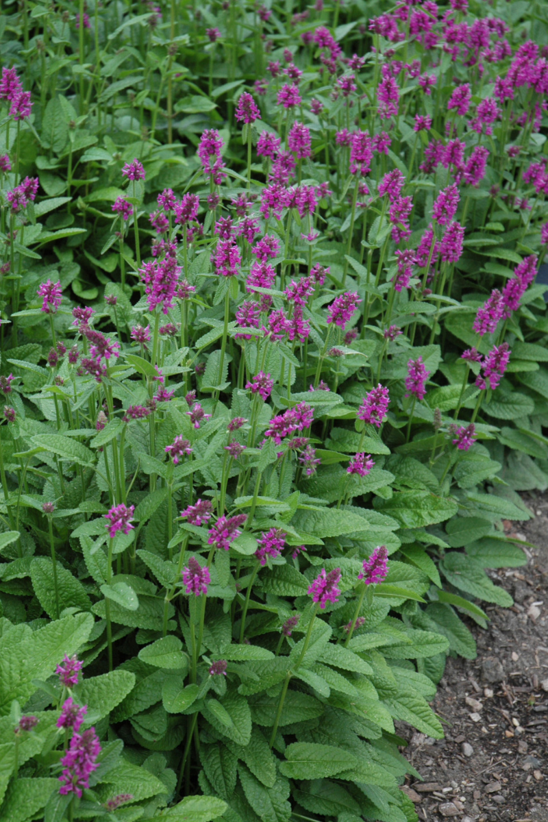 Stachys, Hummelo