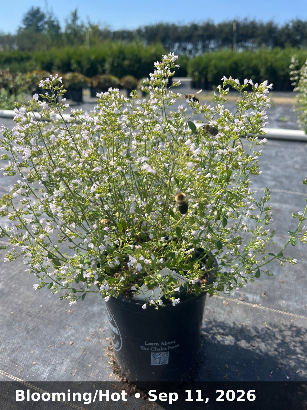 Blooming/Hot — Sep 11, 2026