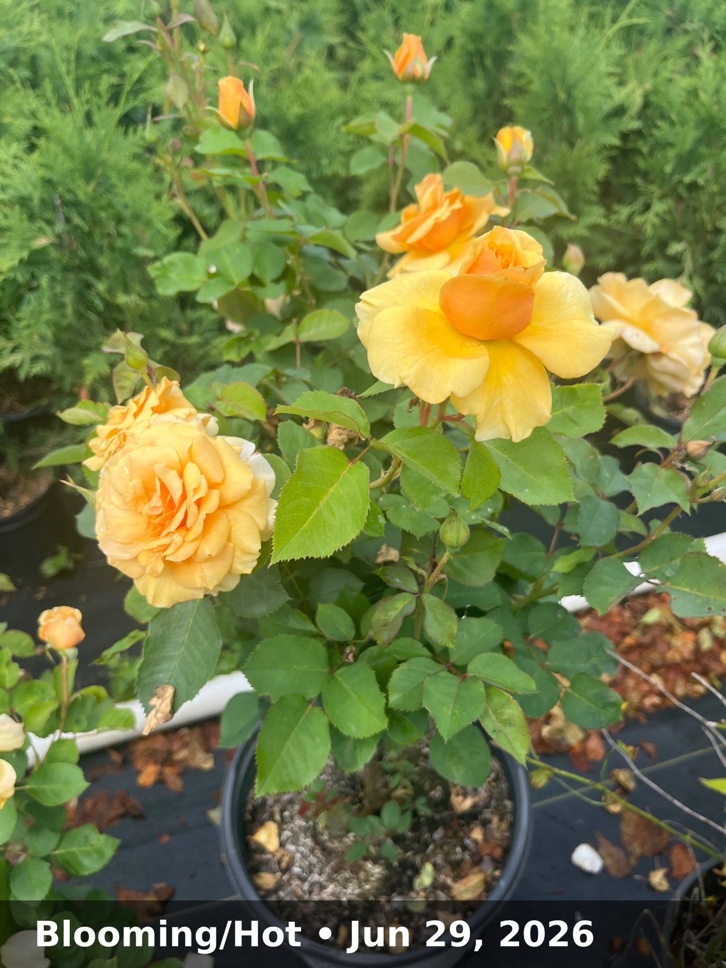 Blooming/Hot — Jun 29, 2026