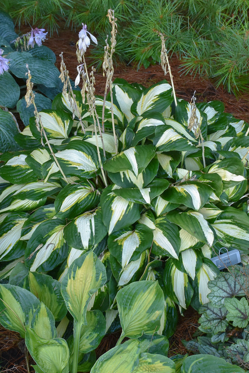 Hosta Vulcan