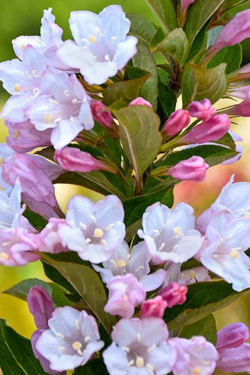Weigela, Towers of Flowers Appleblossom