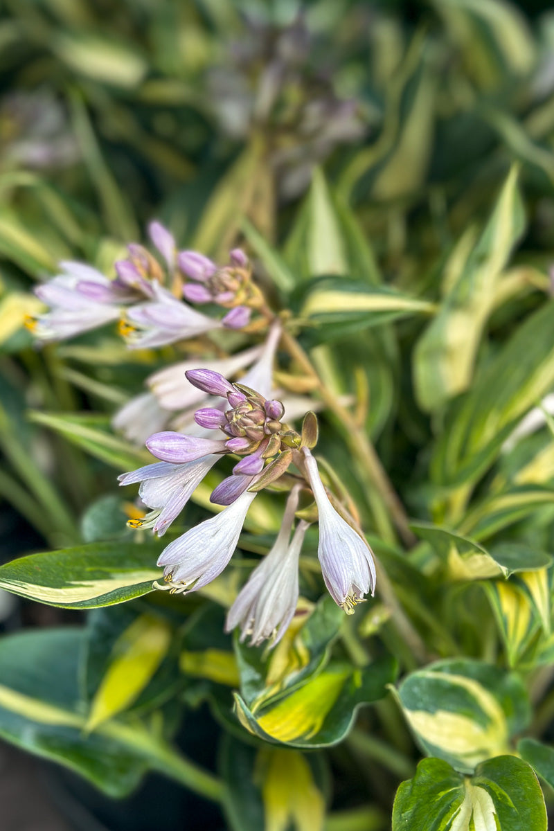 Hosta, Magic Island