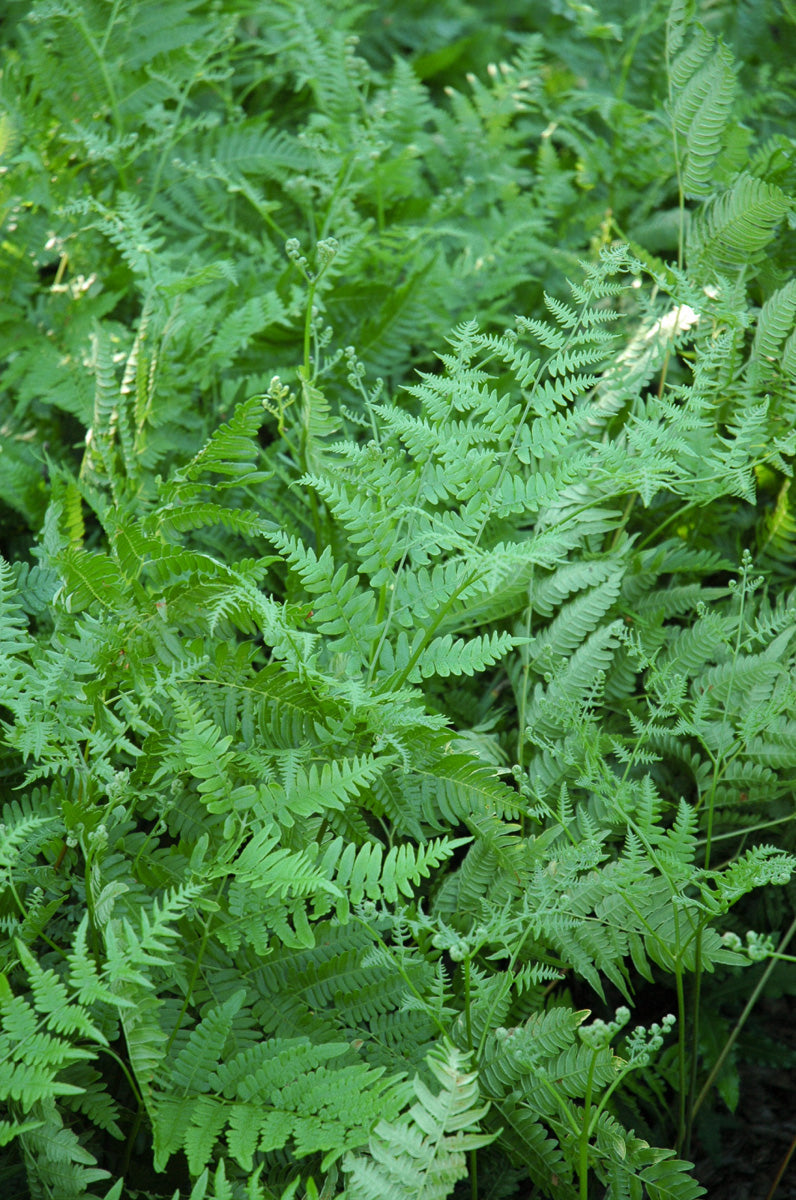 Fern, Bracken