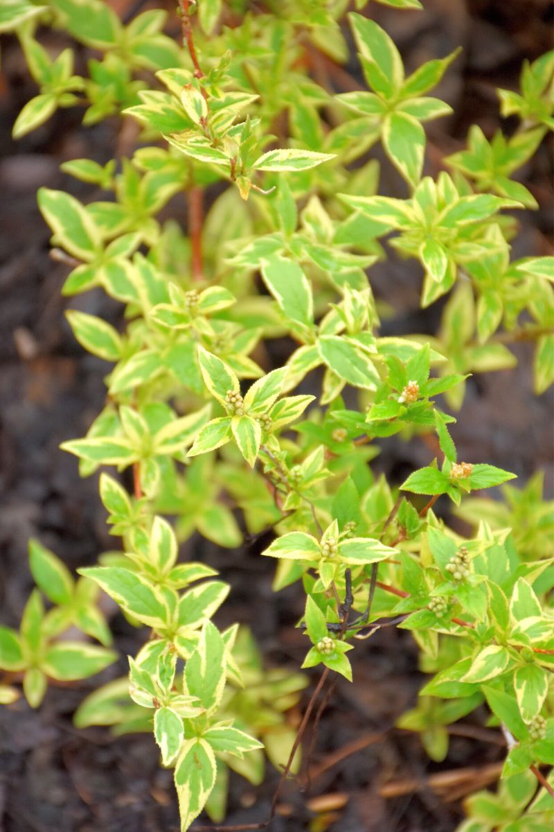 Deutzia, Nikko Slender