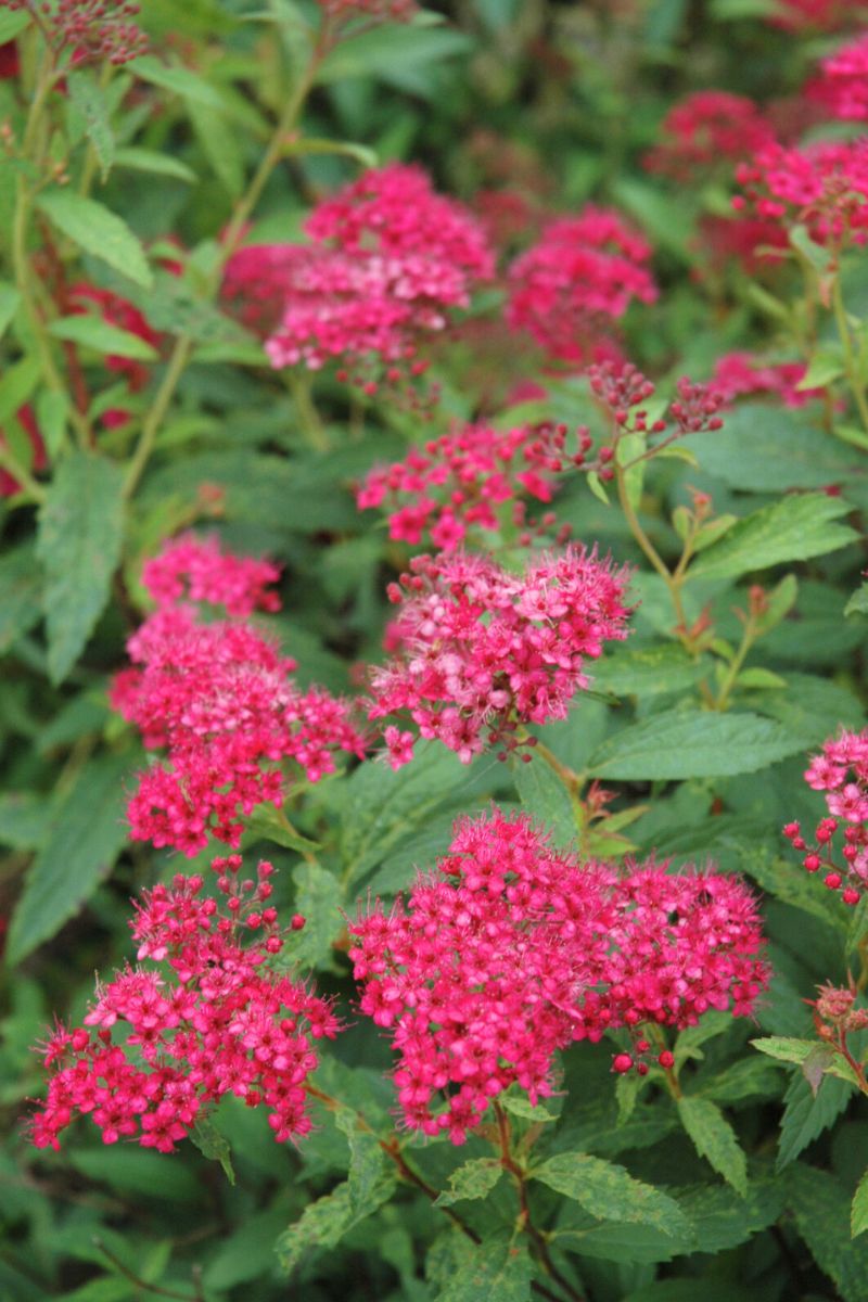 Spirea, Neon Flash