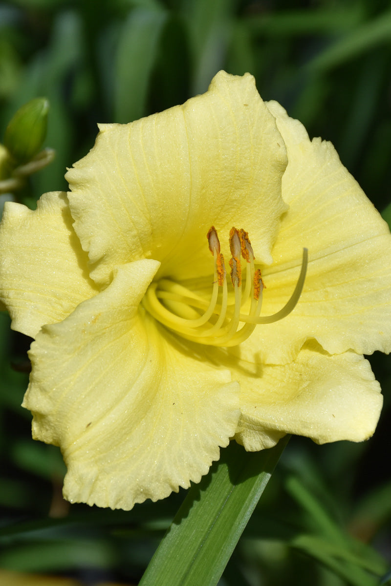 Daylily, Fragrant Returns