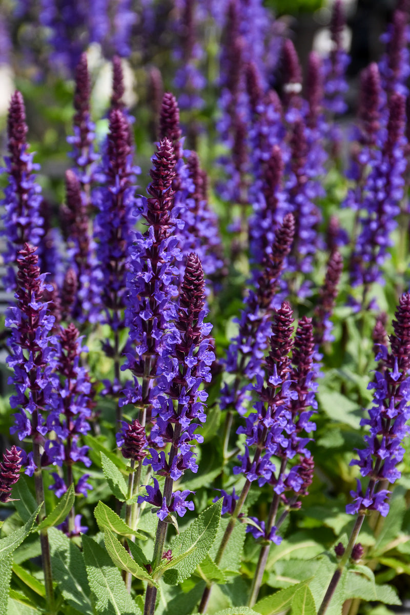 Salvia, Violet Profusion
