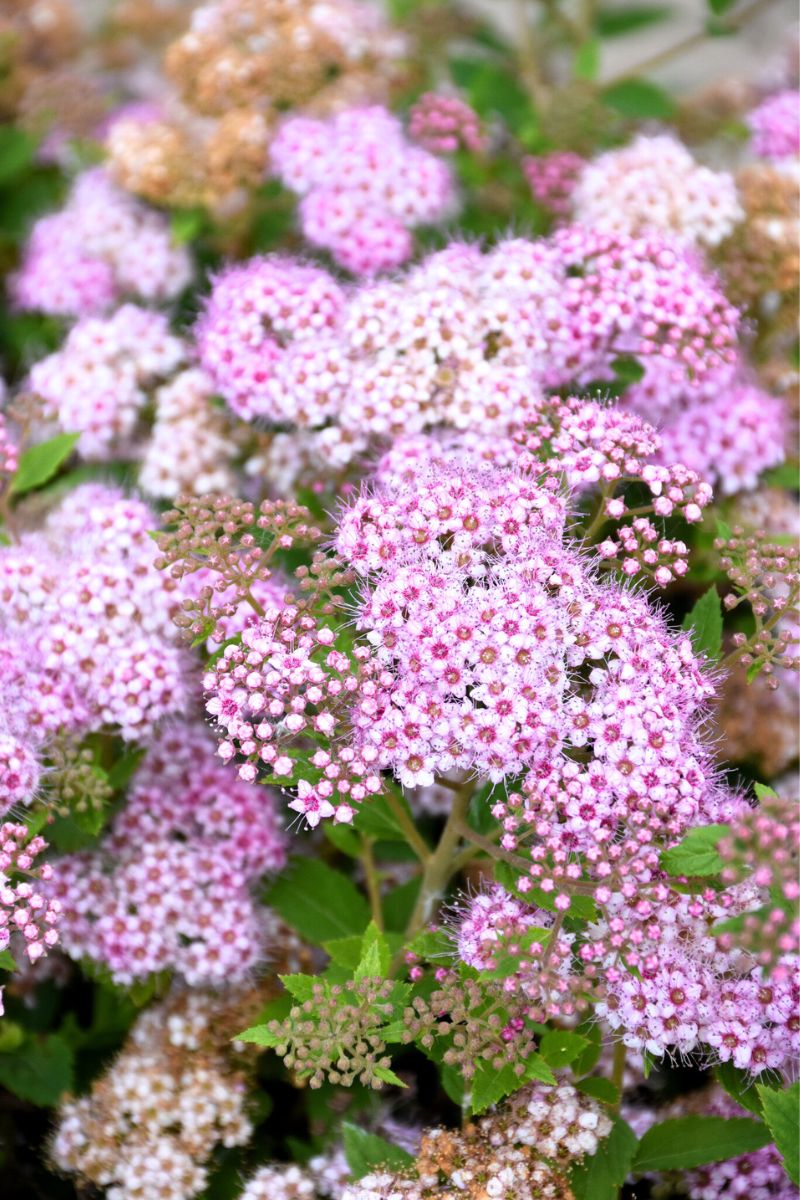 Spirea, Little Princess