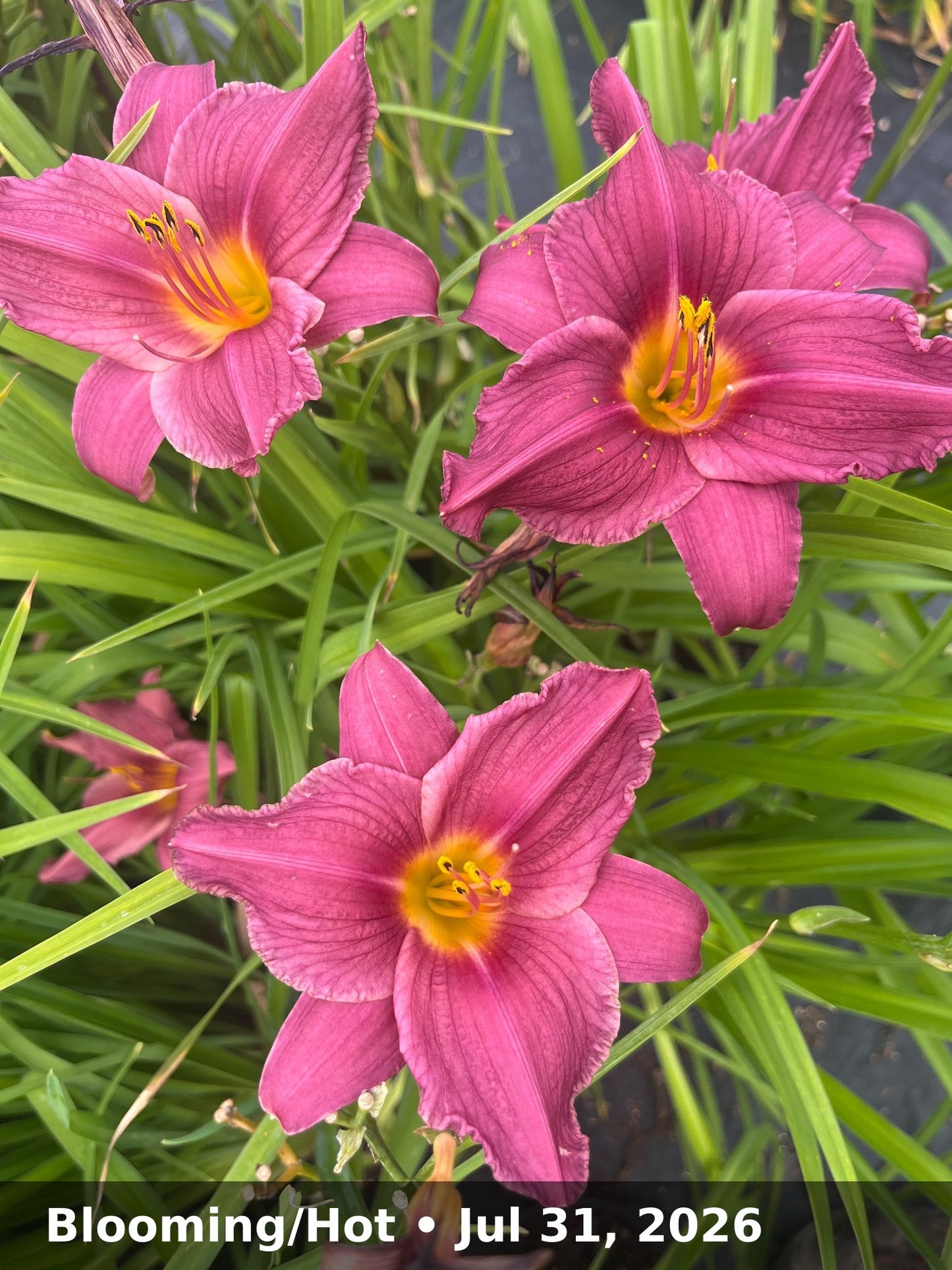 Blooming/Hot — Jul 31, 2026
