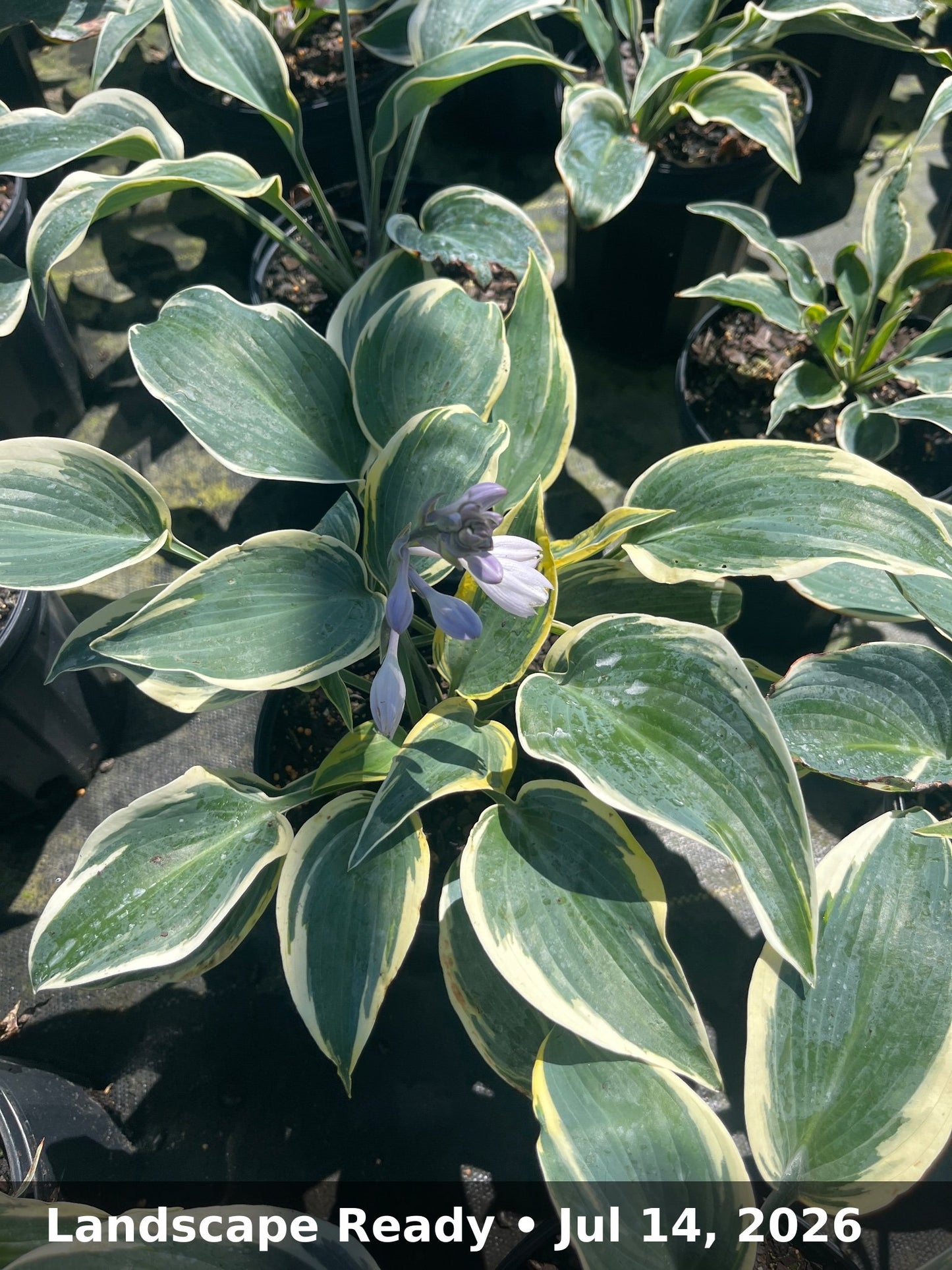 Landscape Ready — Jul 14, 2026