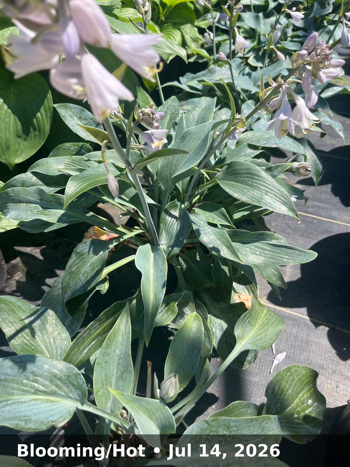 Blooming/Hot — Jul 14, 2026
