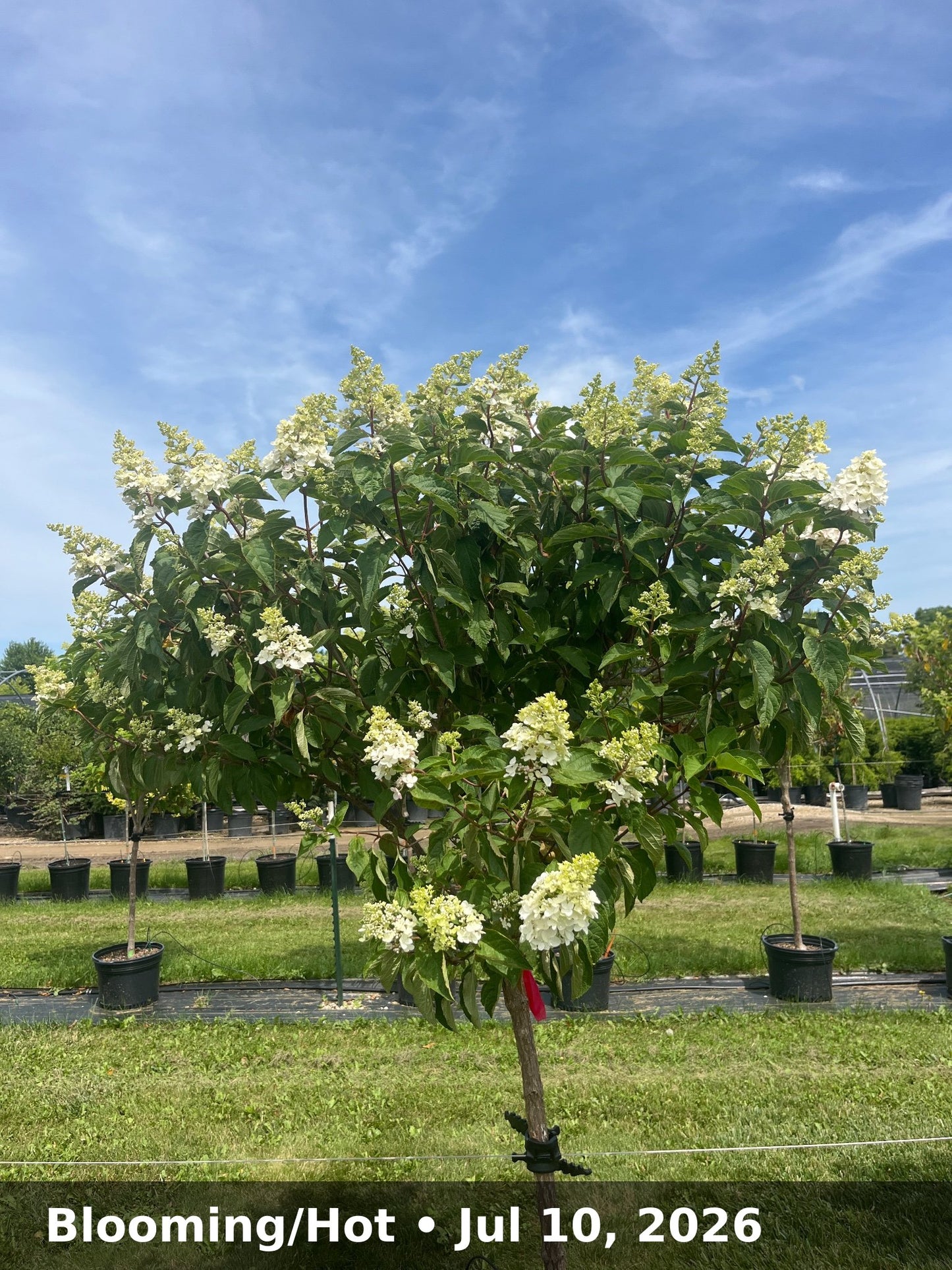Blooming/Hot — Jul 10, 2026