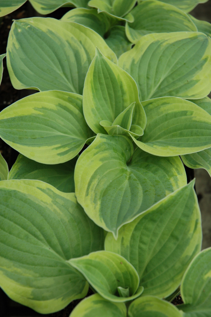 Hosta, Wide Brim