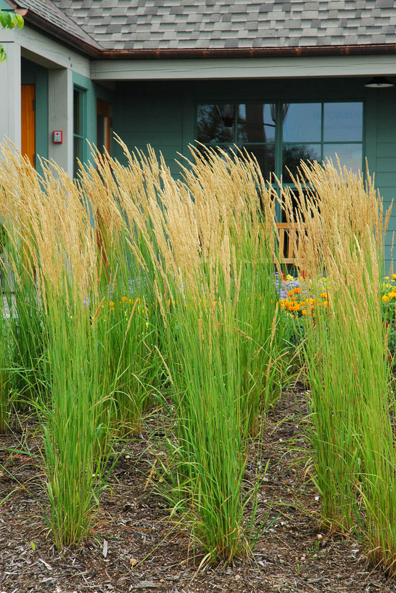 Feather Reed Grass, Karl Foerster