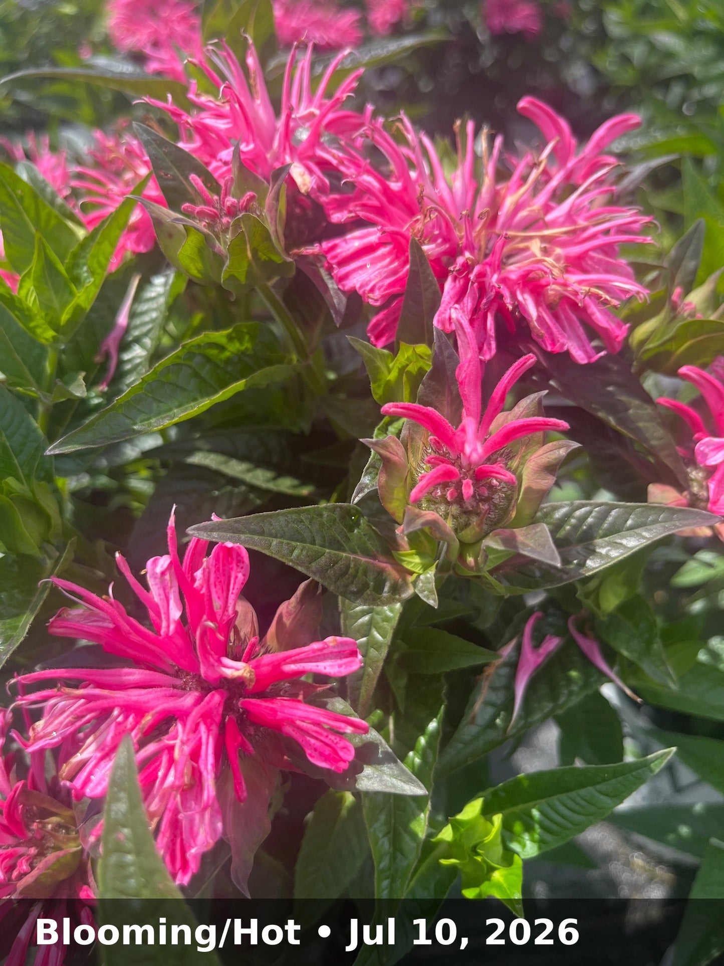Blooming/Hot — Jul 10, 2026
