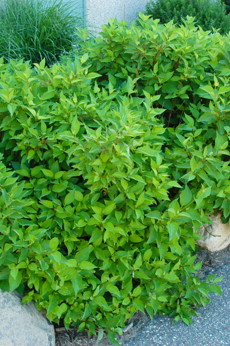 Dogwood, Firedance
