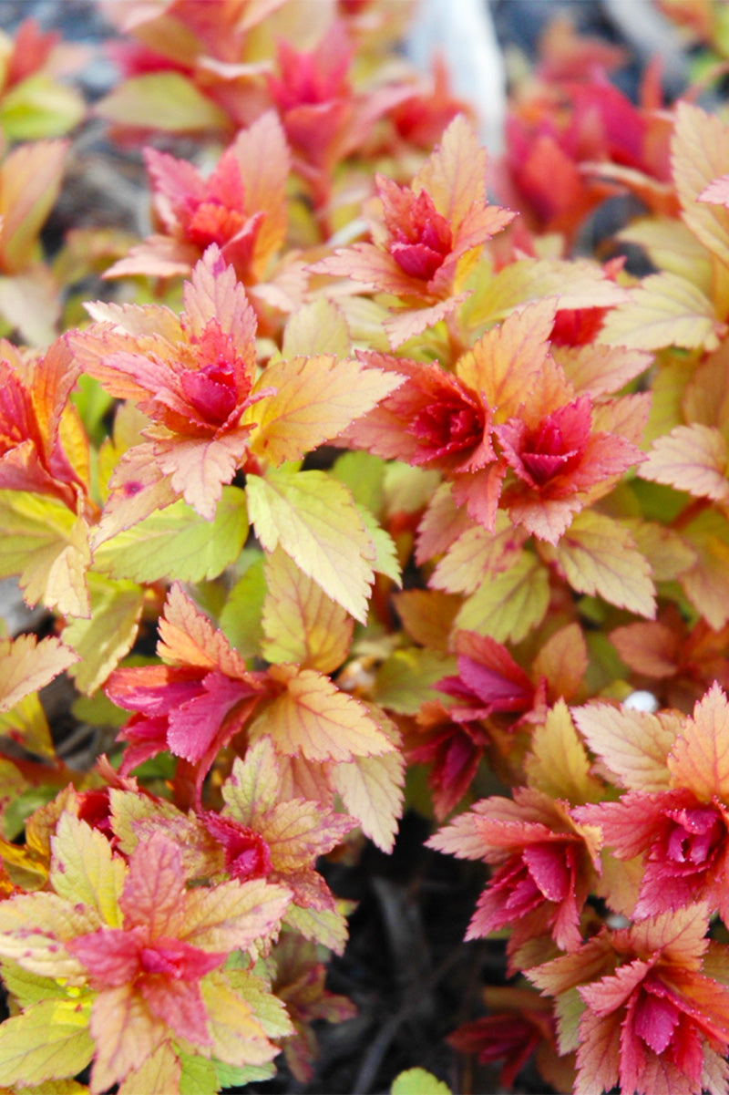 Spirea, Magic Carpet
