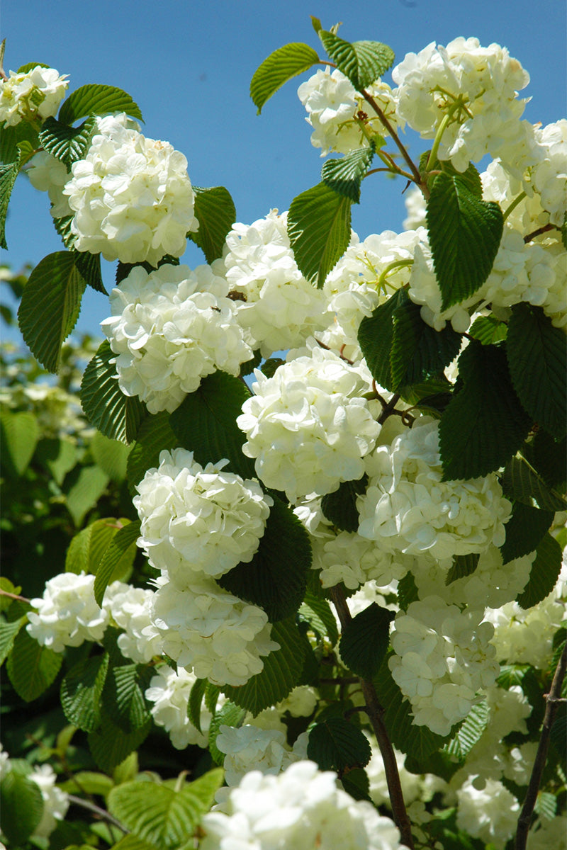 Viburnum, Doublefile Popcorn