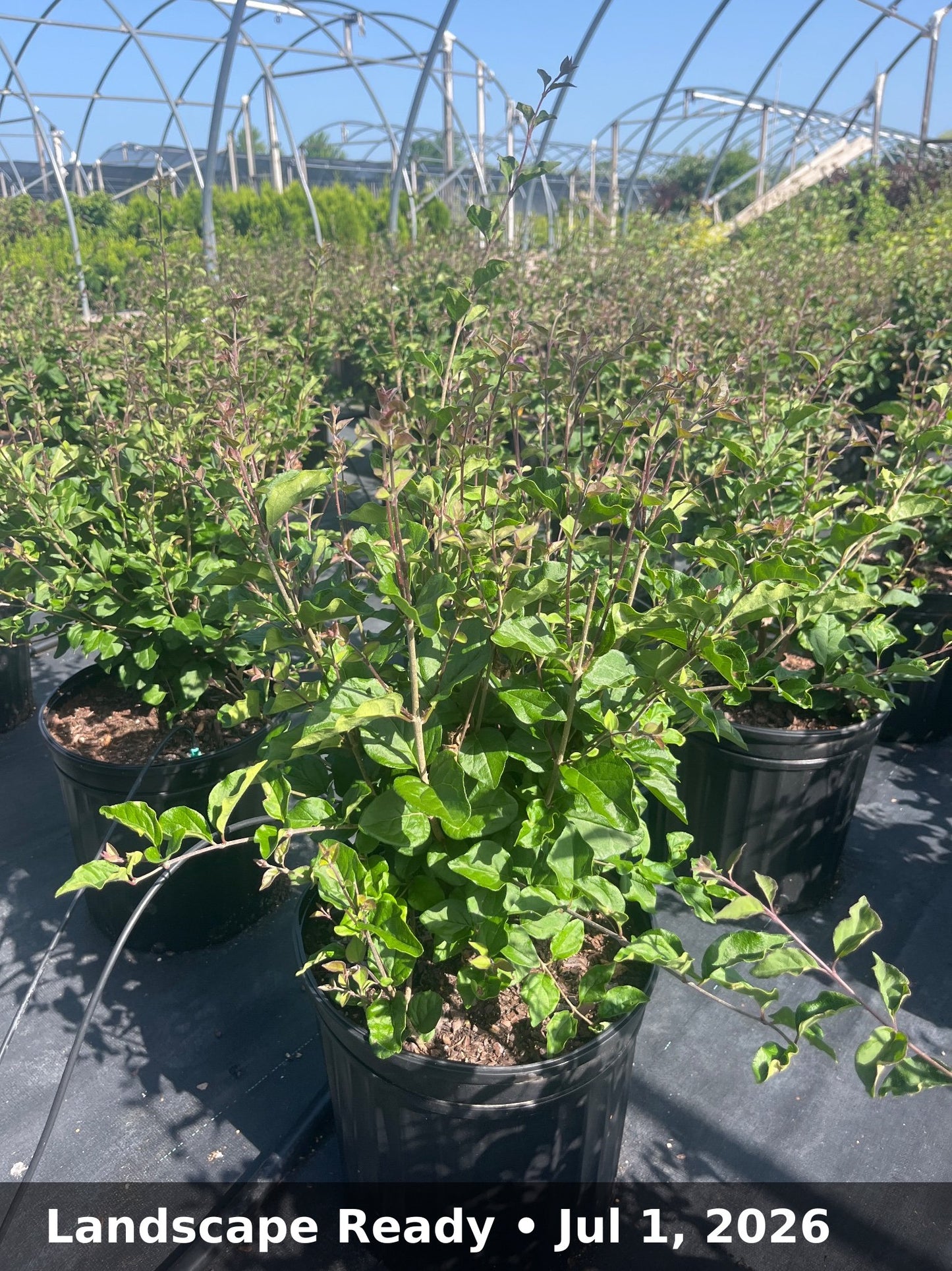 Landscape Ready — Jul 1, 2026