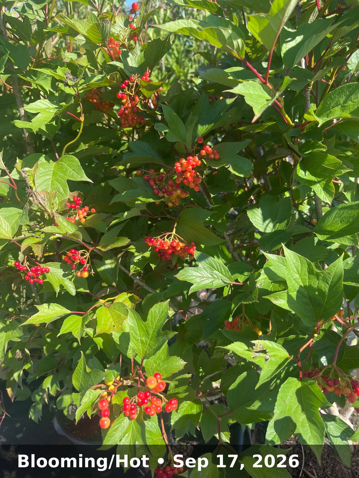 Blooming/Hot — Sep 17, 2026