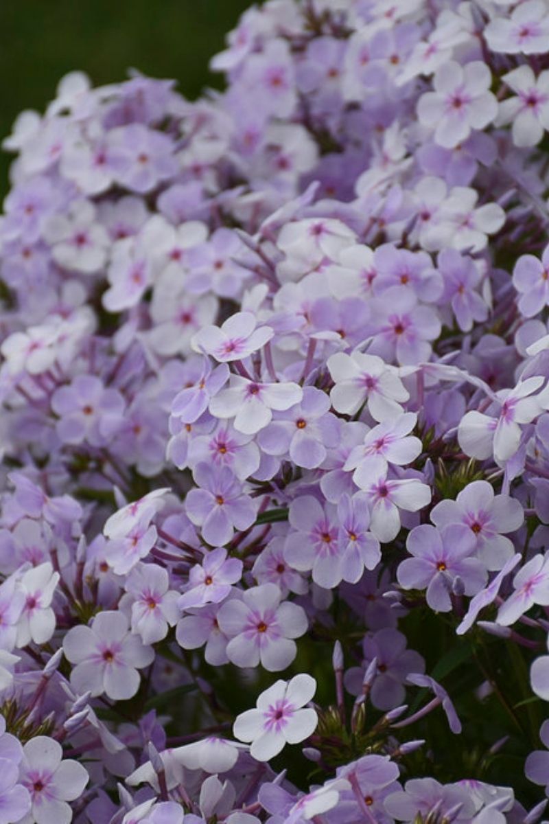 Phlox, Opening Act Pink