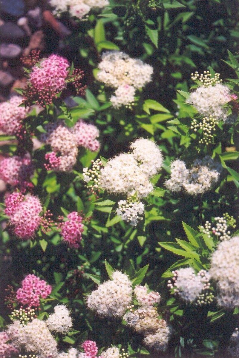 Spirea, Shirobana