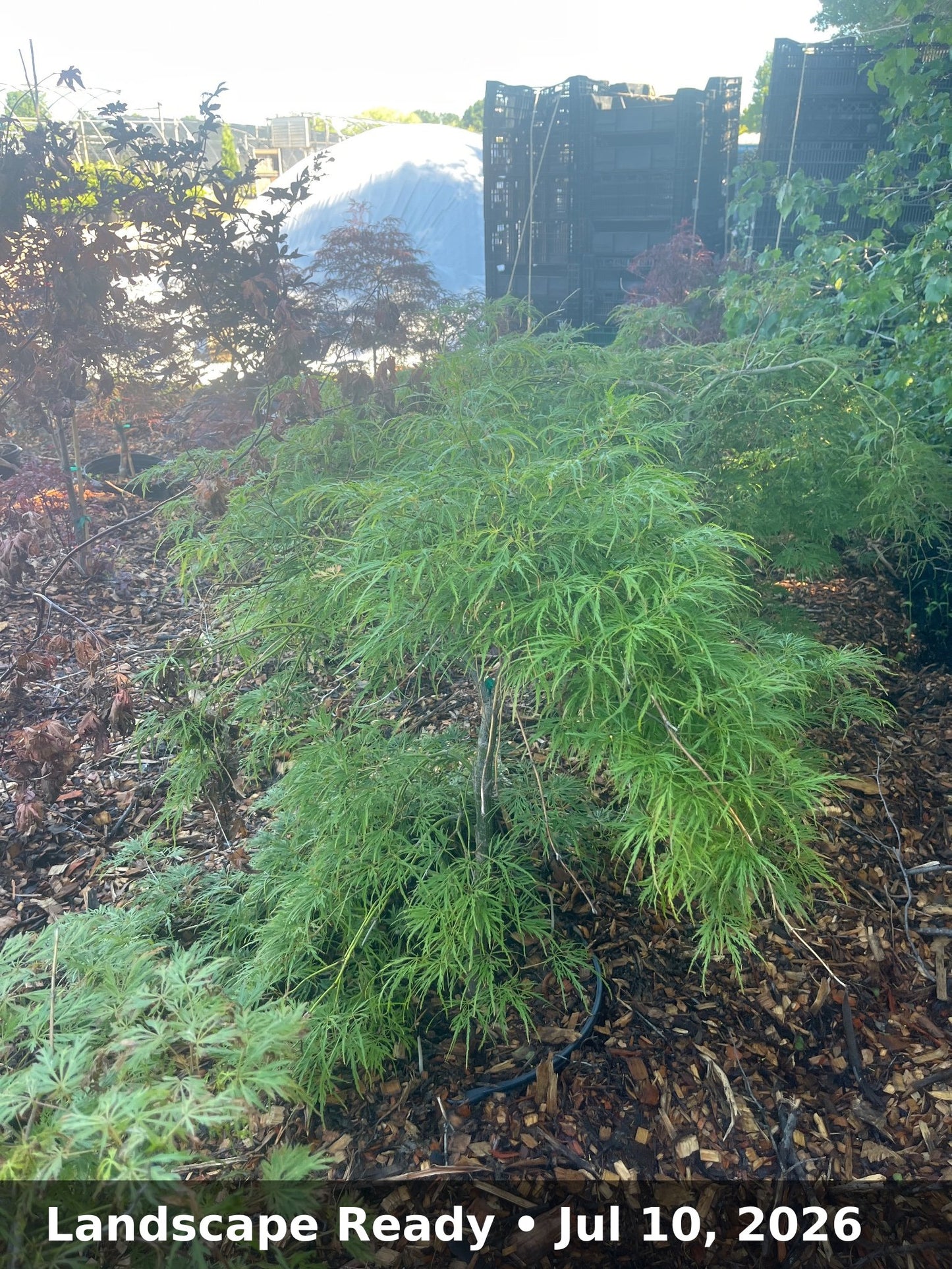 Landscape Ready — Jul 10, 2026