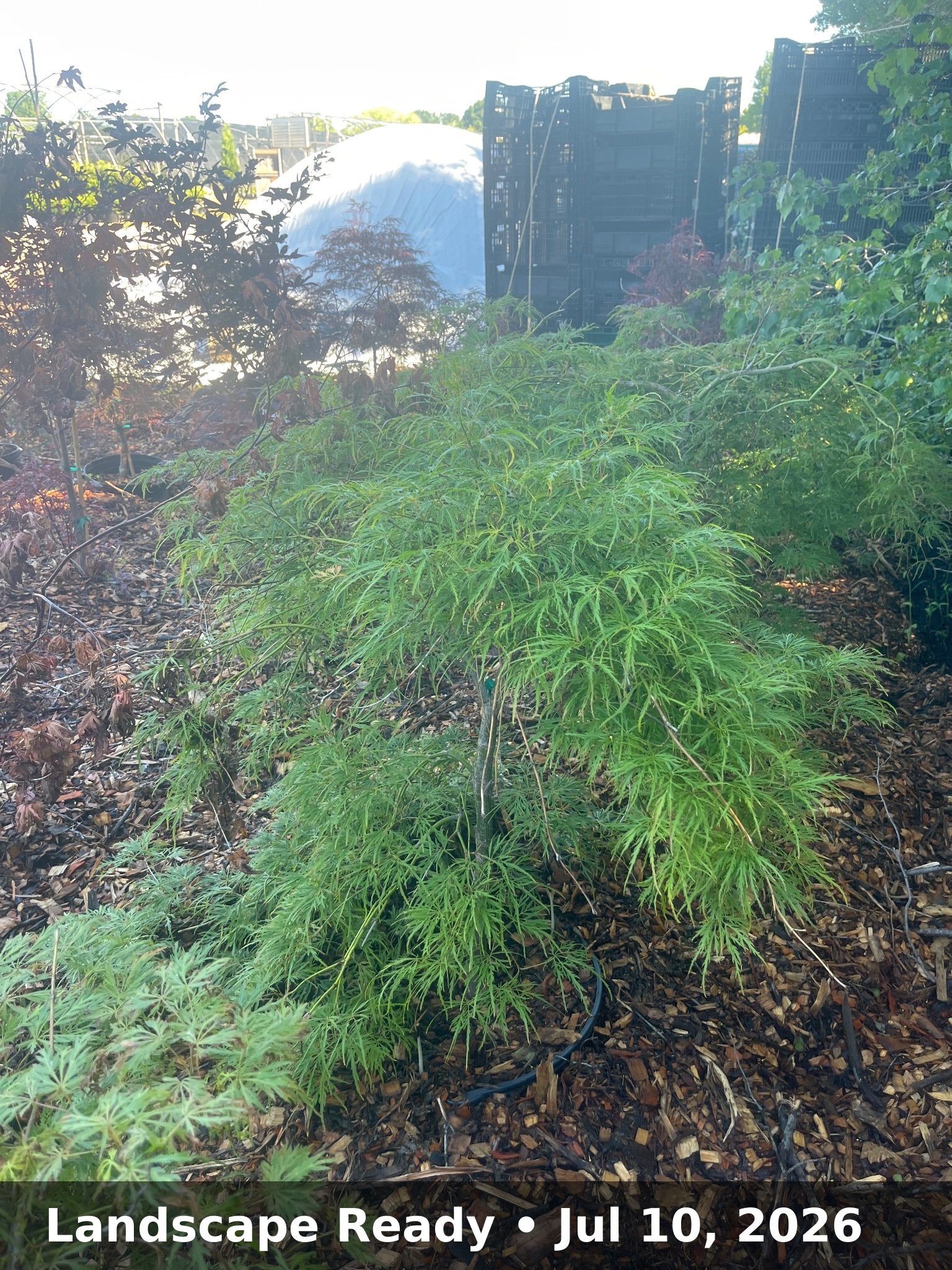 Landscape Ready — Jul 10, 2026