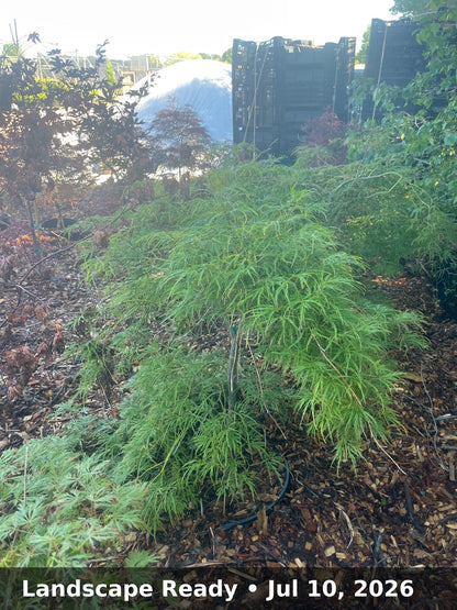 Landscape Ready — Jul 10, 2026