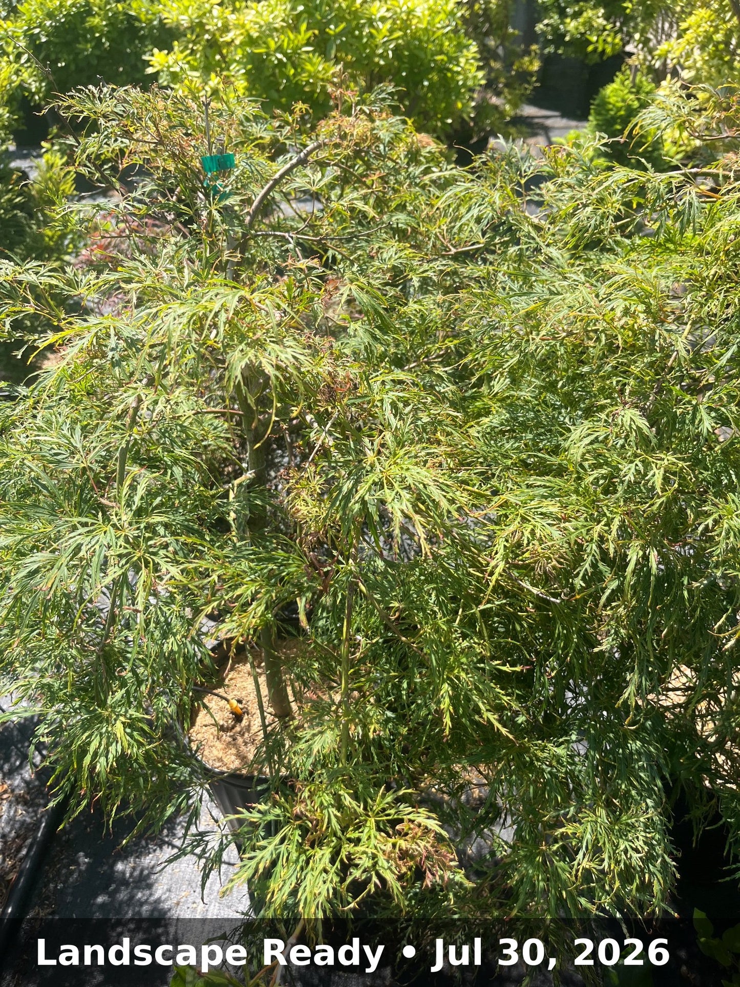 Landscape Ready — Jul 30, 2026