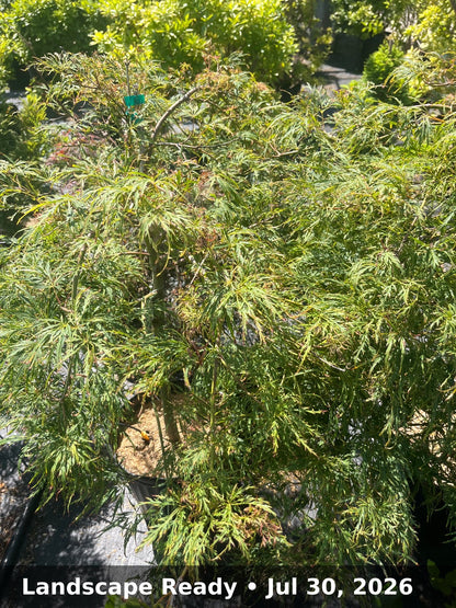 Landscape Ready — Jul 30, 2026
