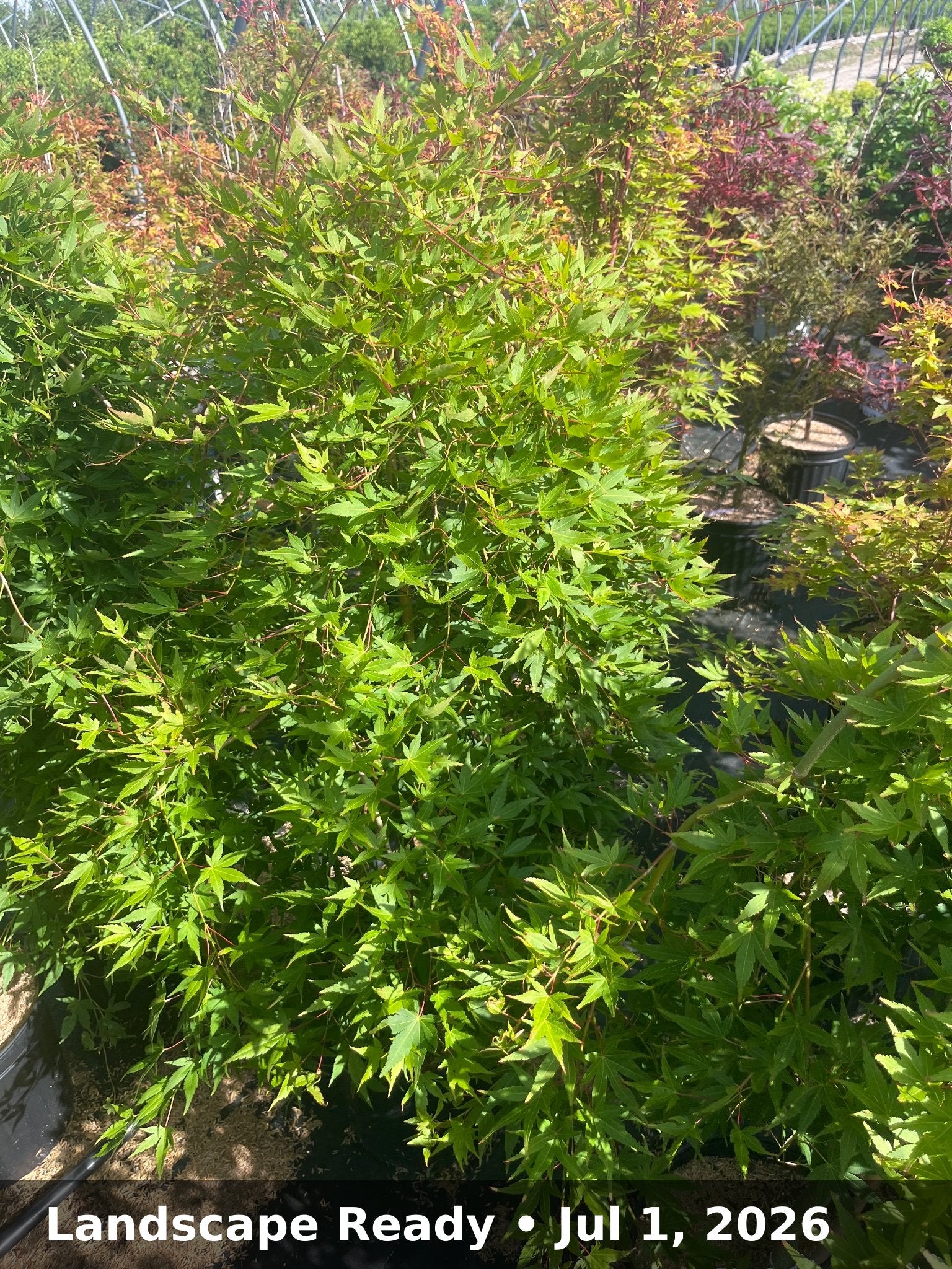 Landscape Ready — Jul 1, 2026