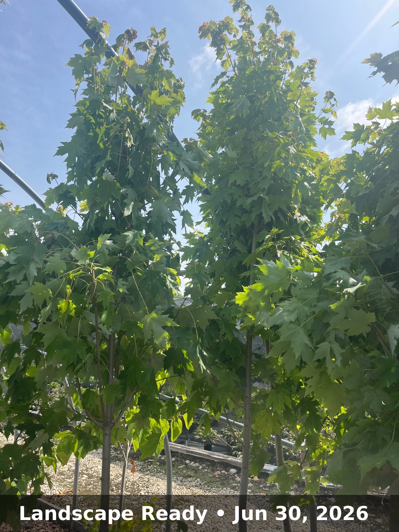 Landscape Ready — Jun 30, 2026
