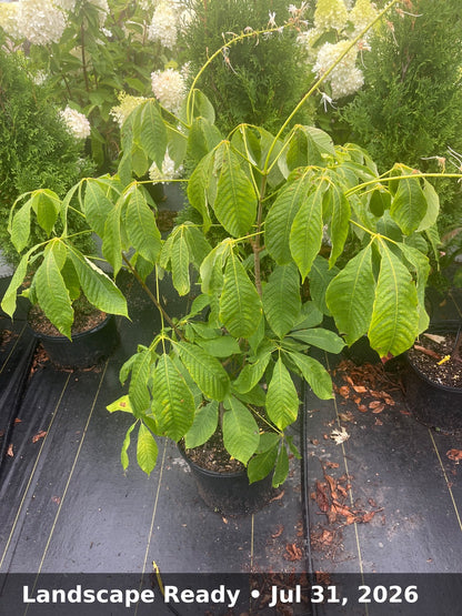 Landscape Ready — Jul 31, 2026