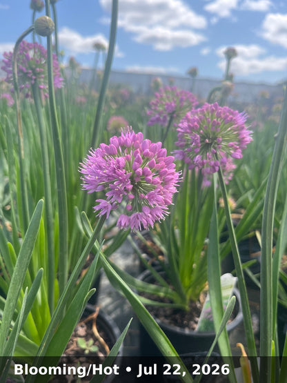 Blooming/Hot — Jul 22, 2026