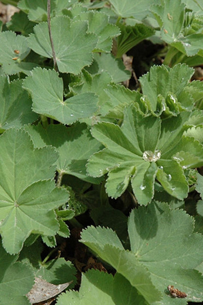 Lady's Mantle, Auslese