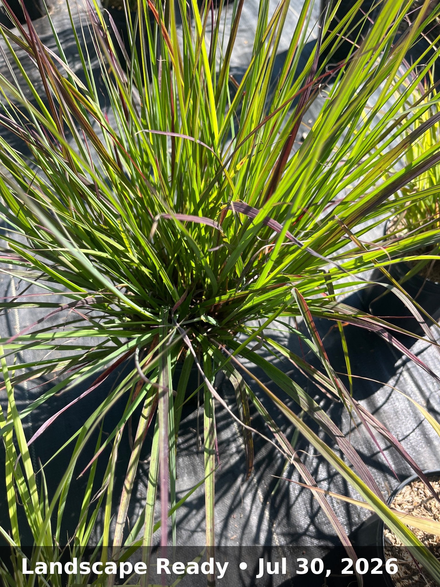Landscape Ready — Jul 30, 2026