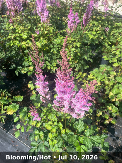 Blooming/Hot — Jul 10, 2026