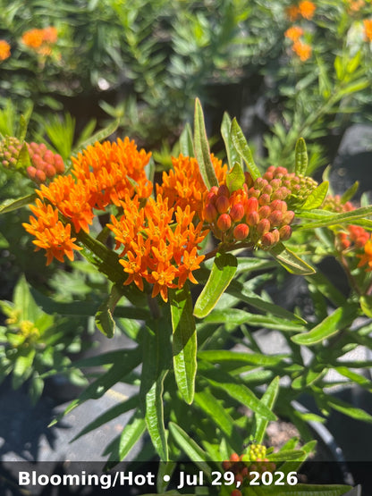 Blooming/Hot — Jul 29, 2026