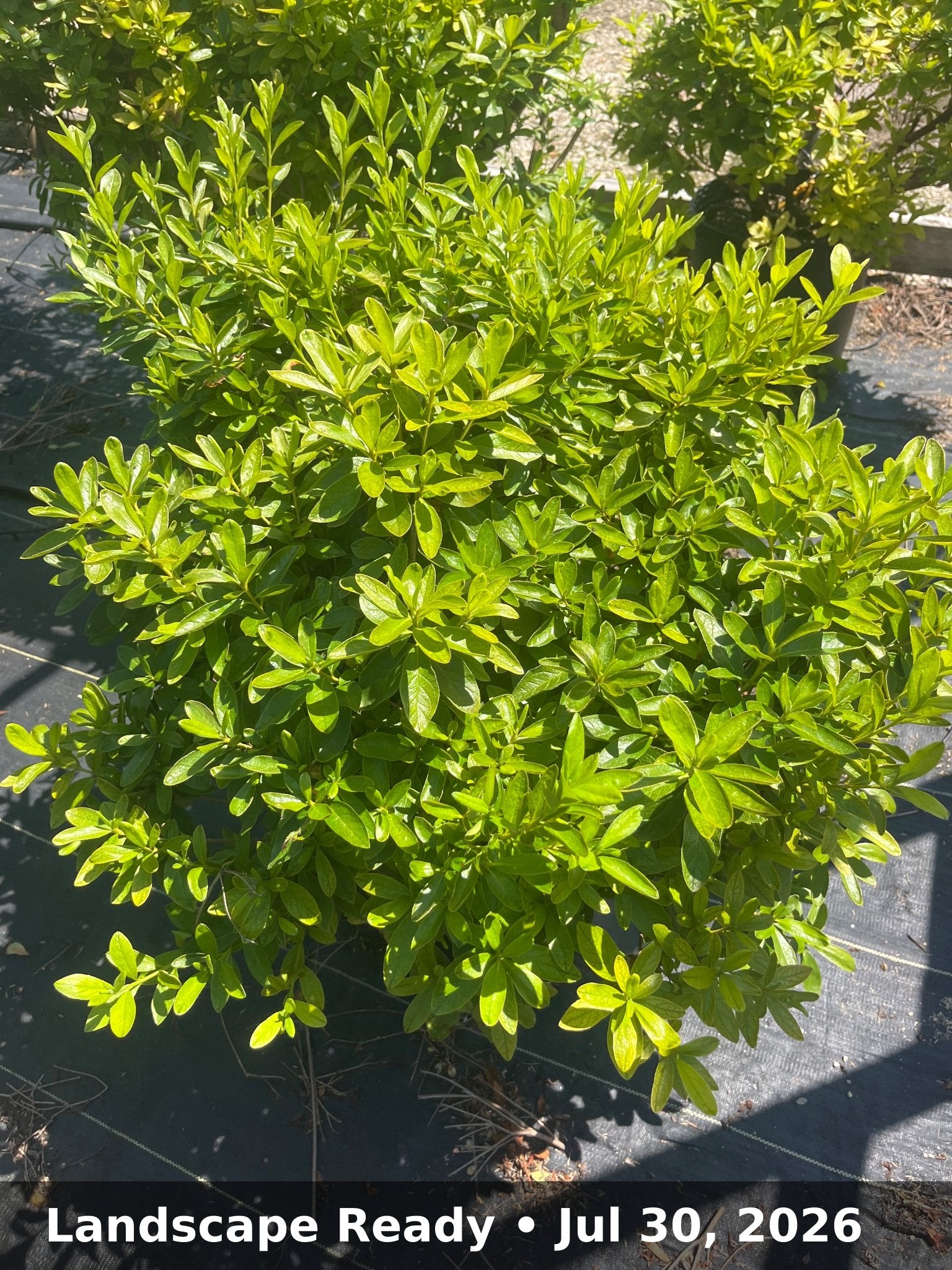 Landscape Ready — Jul 30, 2026