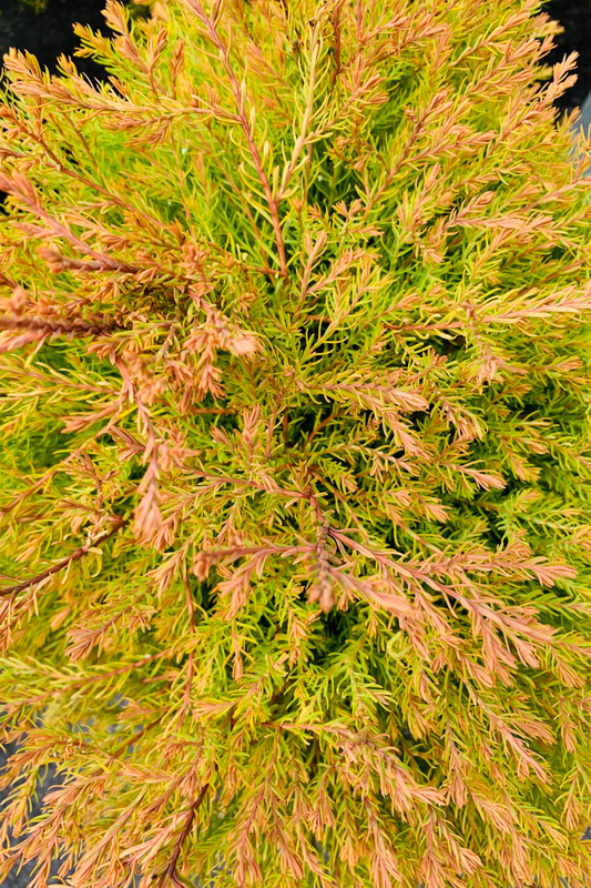 Arborvitae, Fire Chief