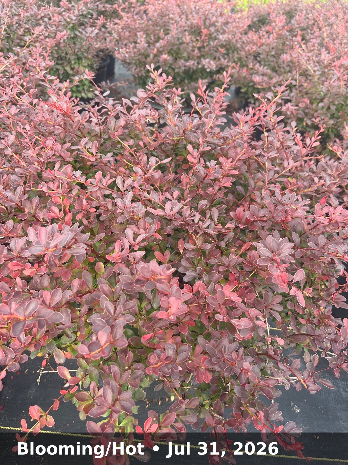 Blooming/Hot — Jul 31, 2026