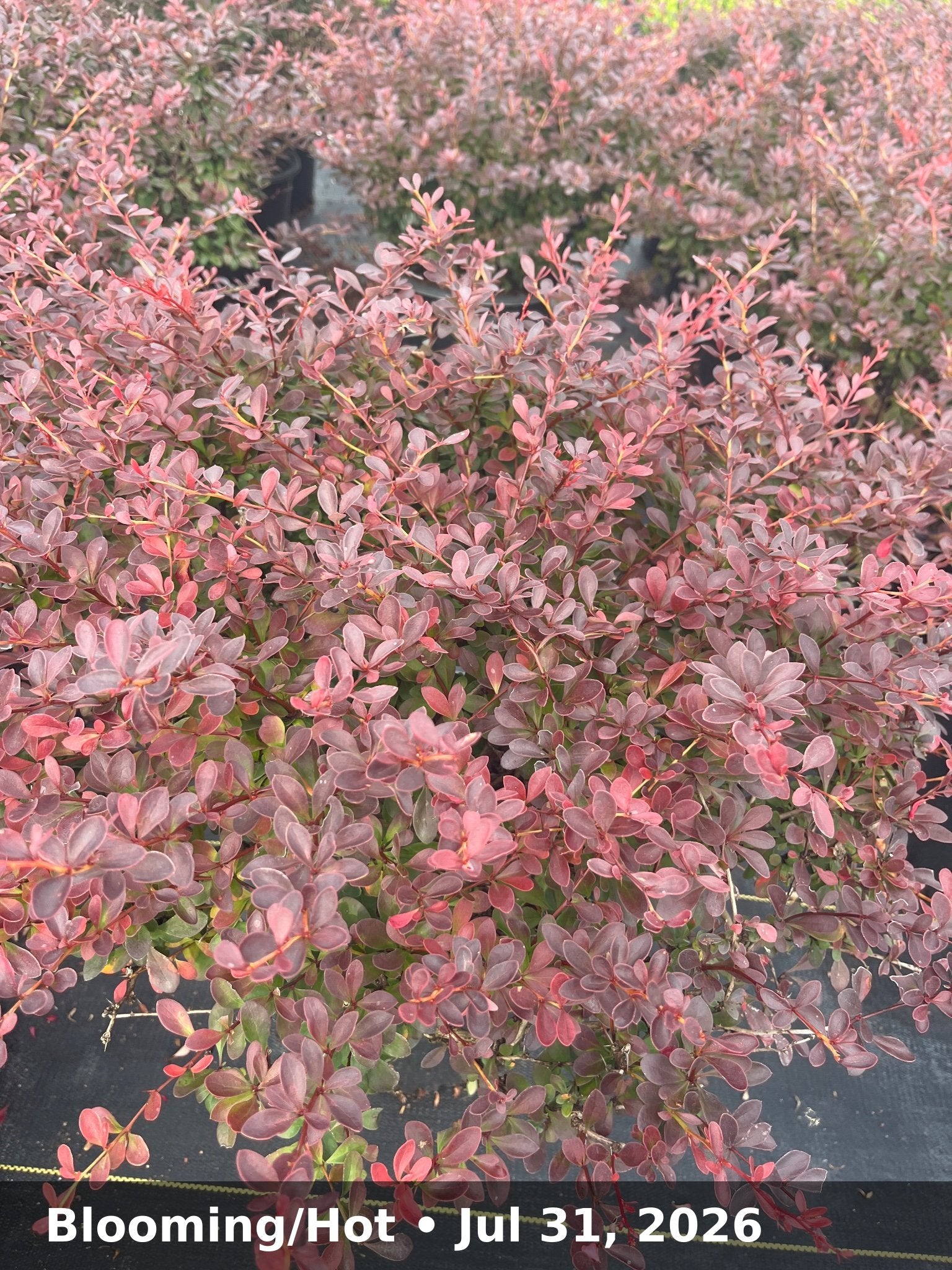 Blooming/Hot — Jul 31, 2026