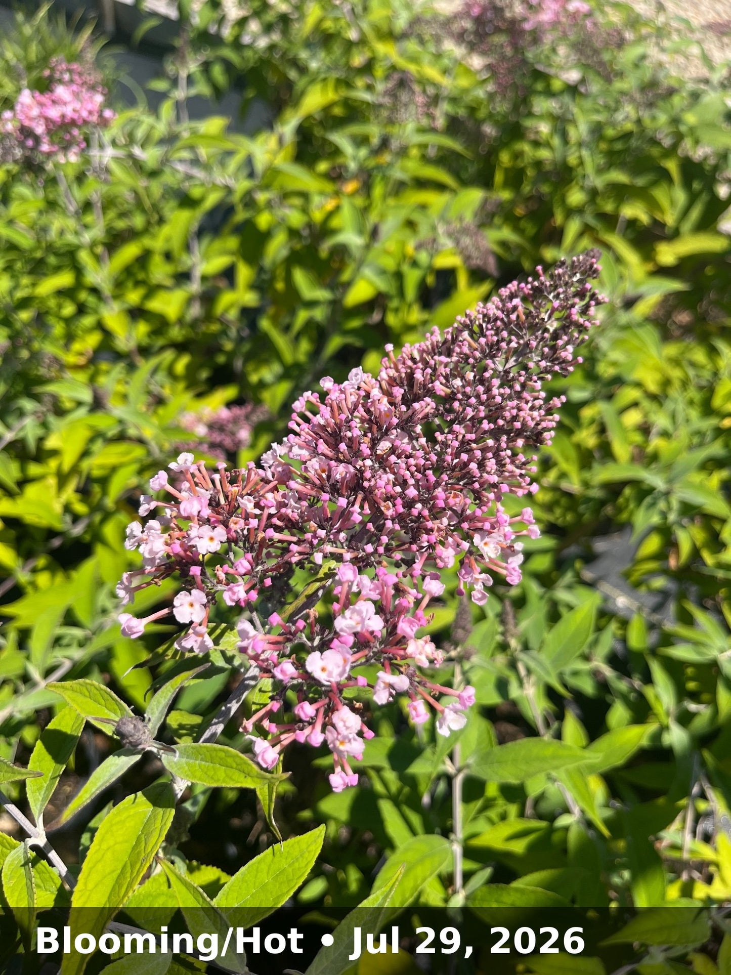 Blooming/Hot — Jul 29, 2026