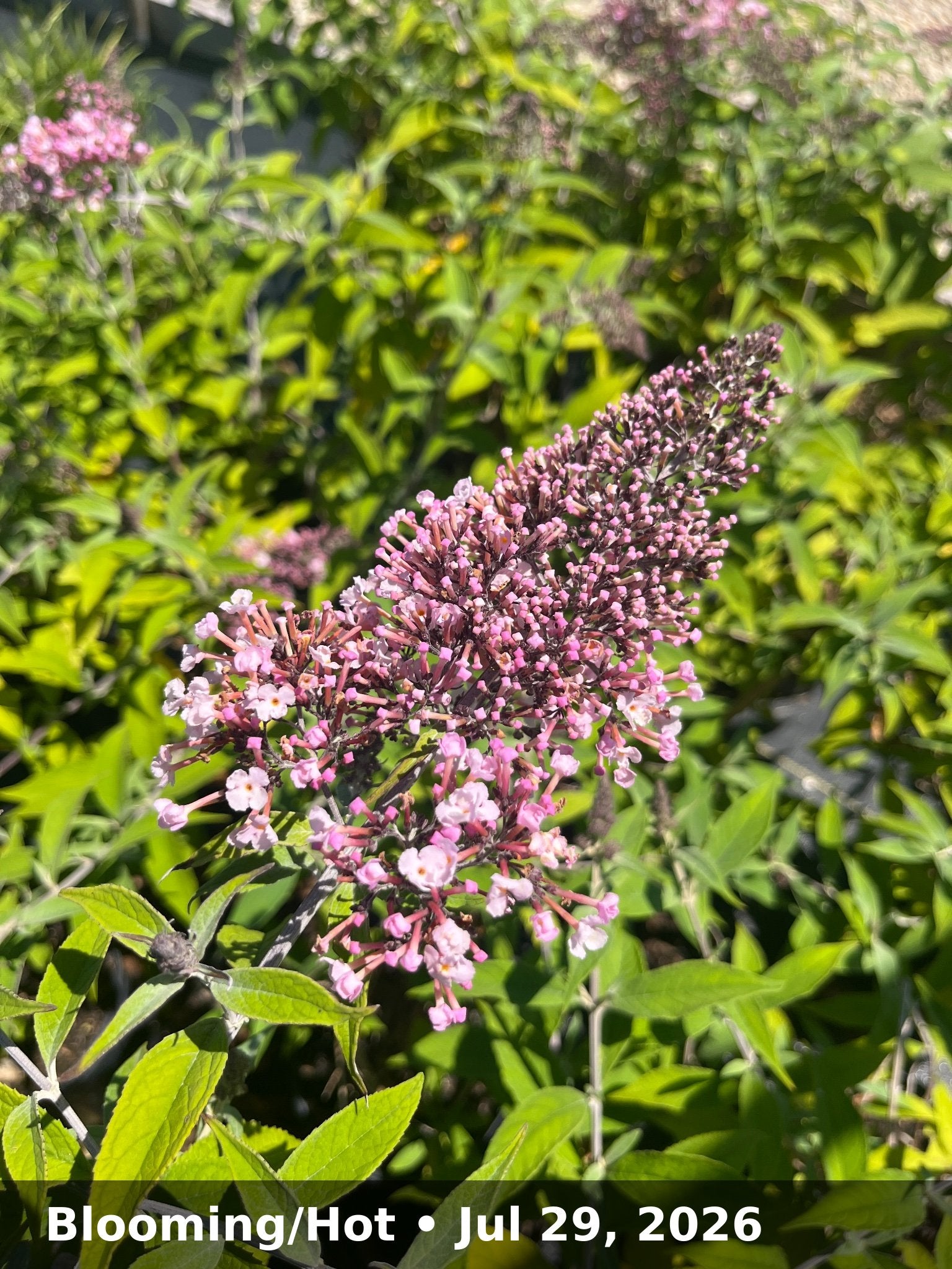 Blooming/Hot — Jul 29, 2026