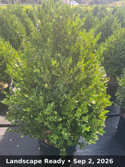 Landscape Ready — Sep 2, 2026