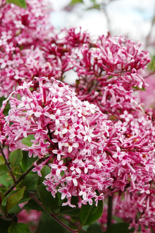 Lilac, Bloomerang Dark Purple
